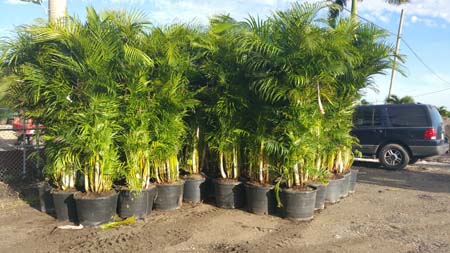 Palm Trees For Sale For Los Angeles, California Landscaping